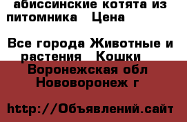 абиссинские котята из питомника › Цена ­ 15 000 - Все города Животные и растения » Кошки   . Воронежская обл.,Нововоронеж г.